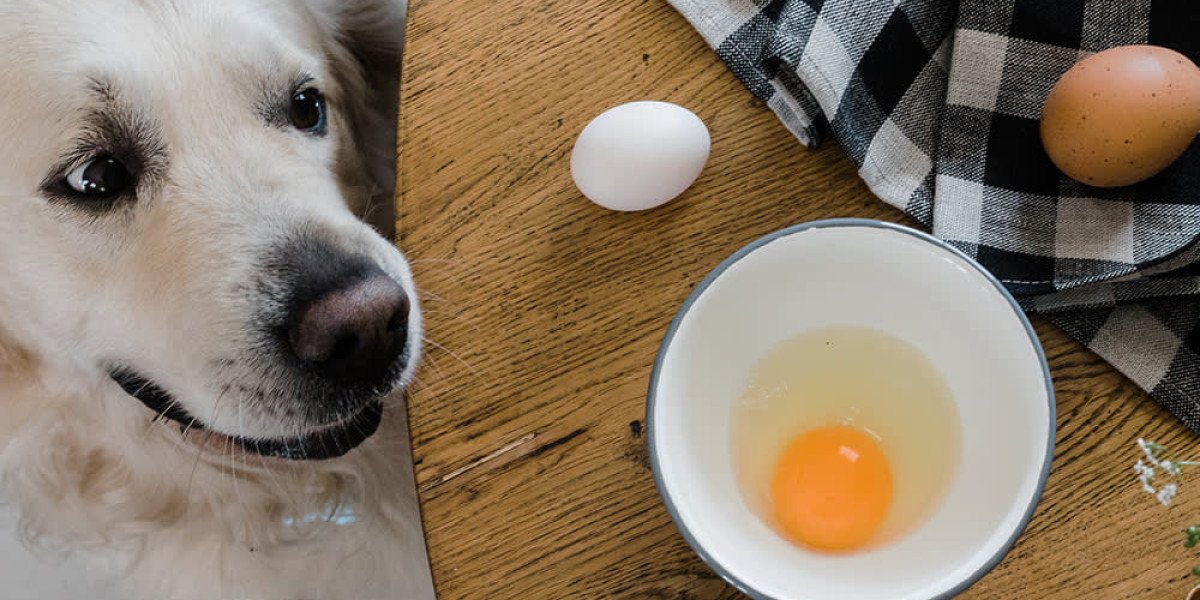 DoggleLife: Can Puppies Eat Eggs Daily?